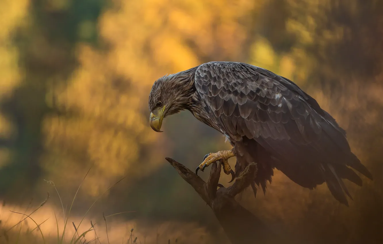 Фото обои осень, природа, птица, хищник, орёл, Łukasz Sokół