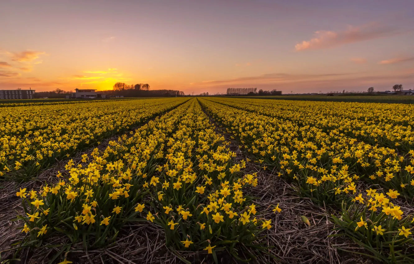 Фото обои поле, закат, sunset, нарциссы, плантация, Netherlands, Fields
