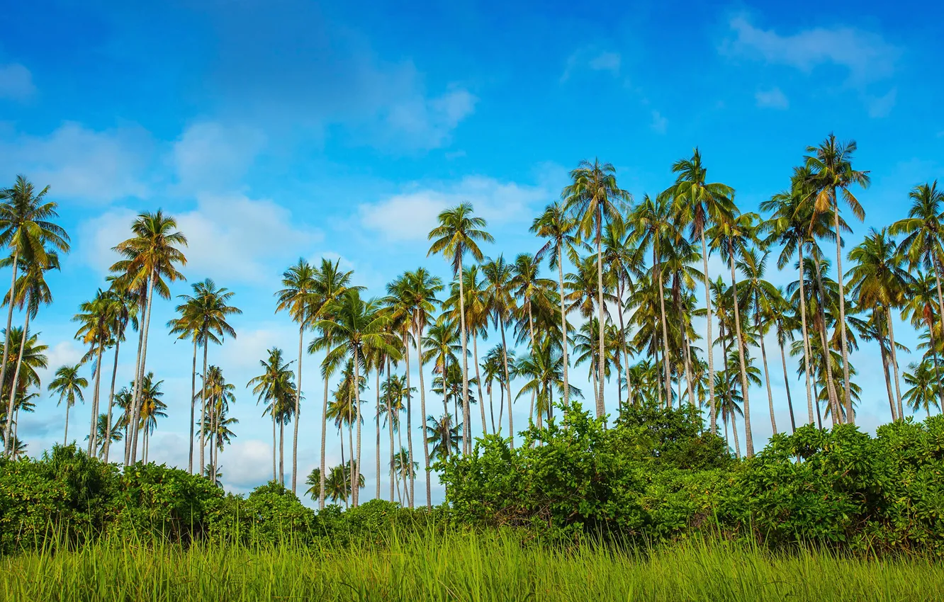 Фото обои зелень, небо, трава, синева, пальмы, контраст, кусты