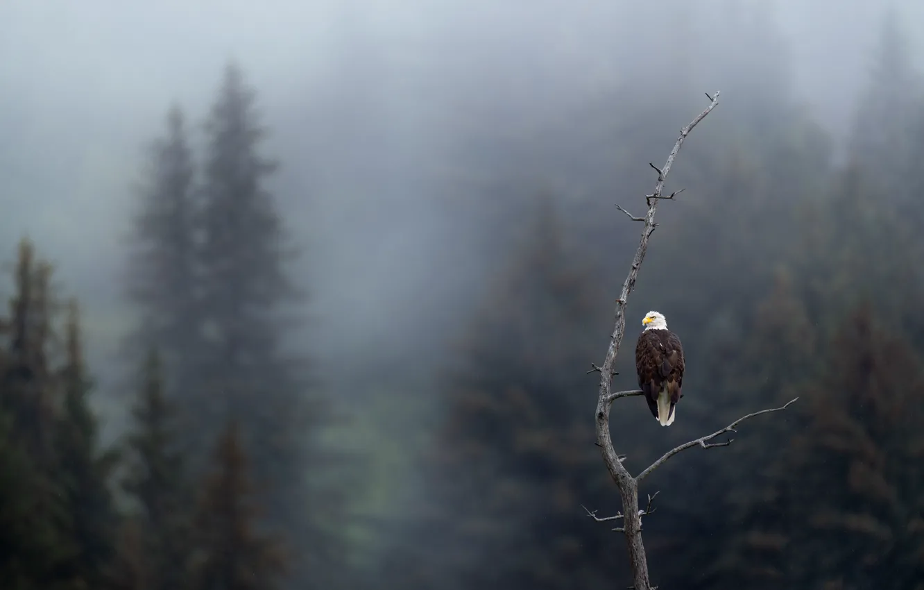 Фото обои лес, туман, дерево, птица, ветка, ели, снегопад, белоголовый орлан