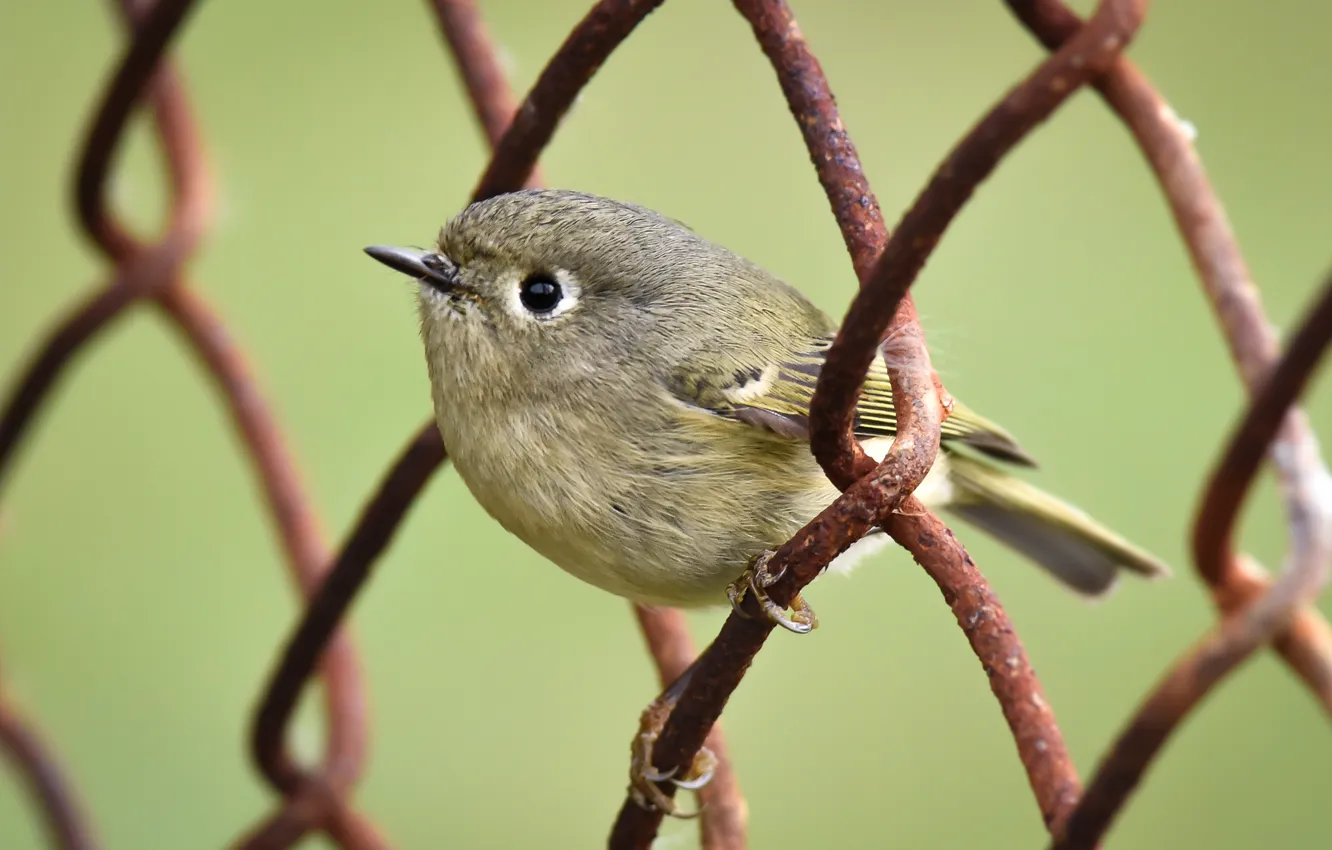 Фото обои птица, забор, Ruby-crowned Kinglet