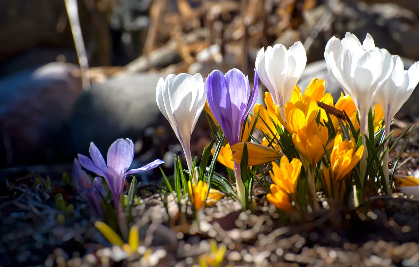 Фото обои цветы, весна, крокусы, полянка