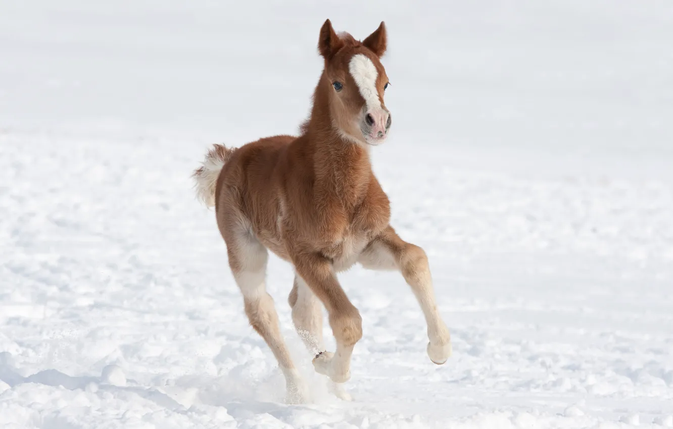 Фото обои зима, поле, снег, поза, конь, лошадь, малыш, бег