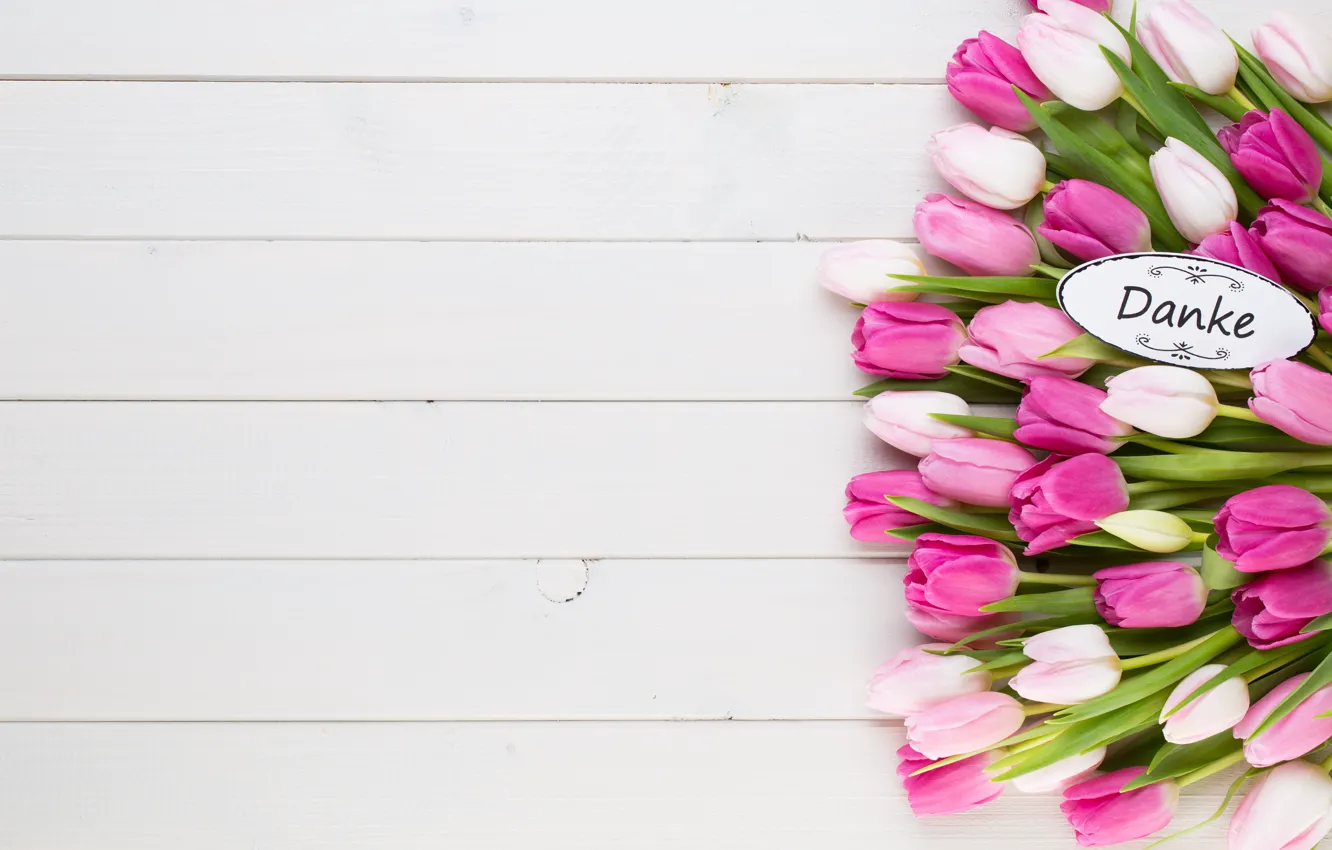 Фото обои белый, цветы, фон, тюльпаны, Gitusik