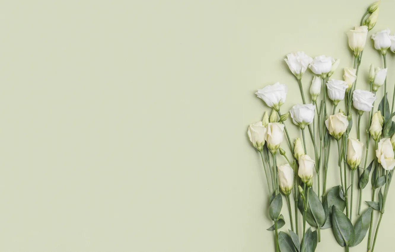 Фото обои цветы, букет, эустома