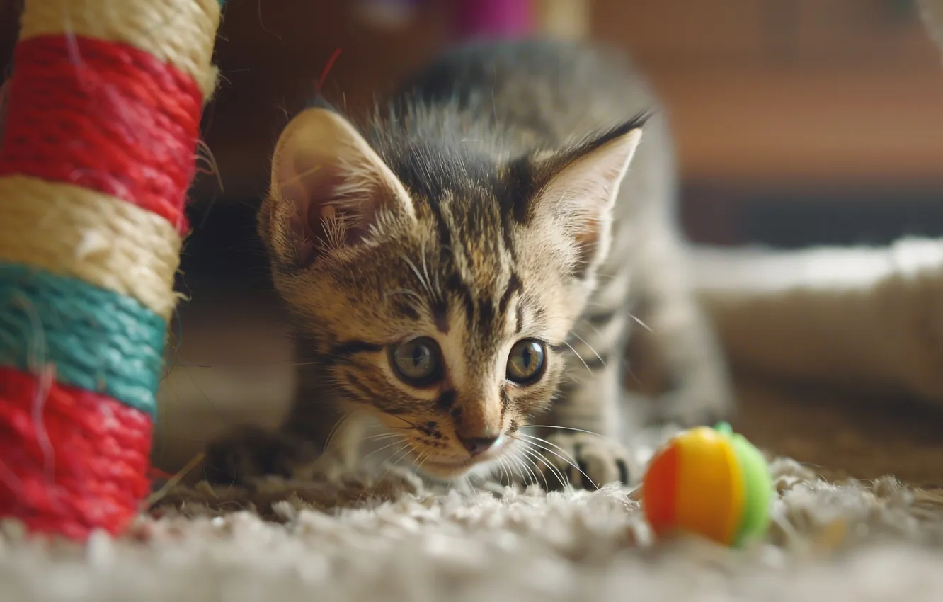 Фото обои кошка, взгляд, поза, котенок, серый, ковер, игрушка, игра