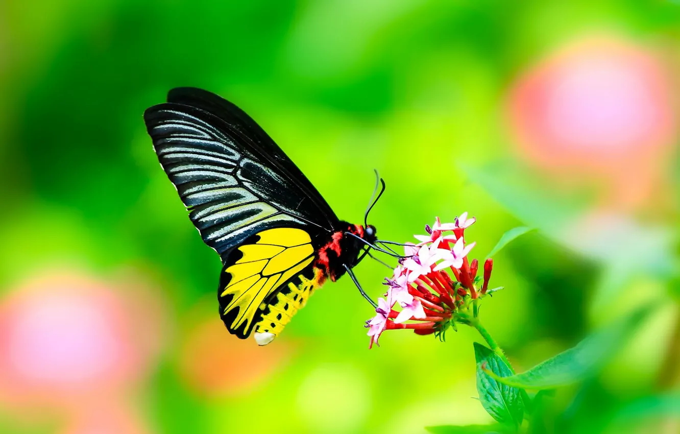 Фото обои цветок, листья, бабочка, Макро, крылья