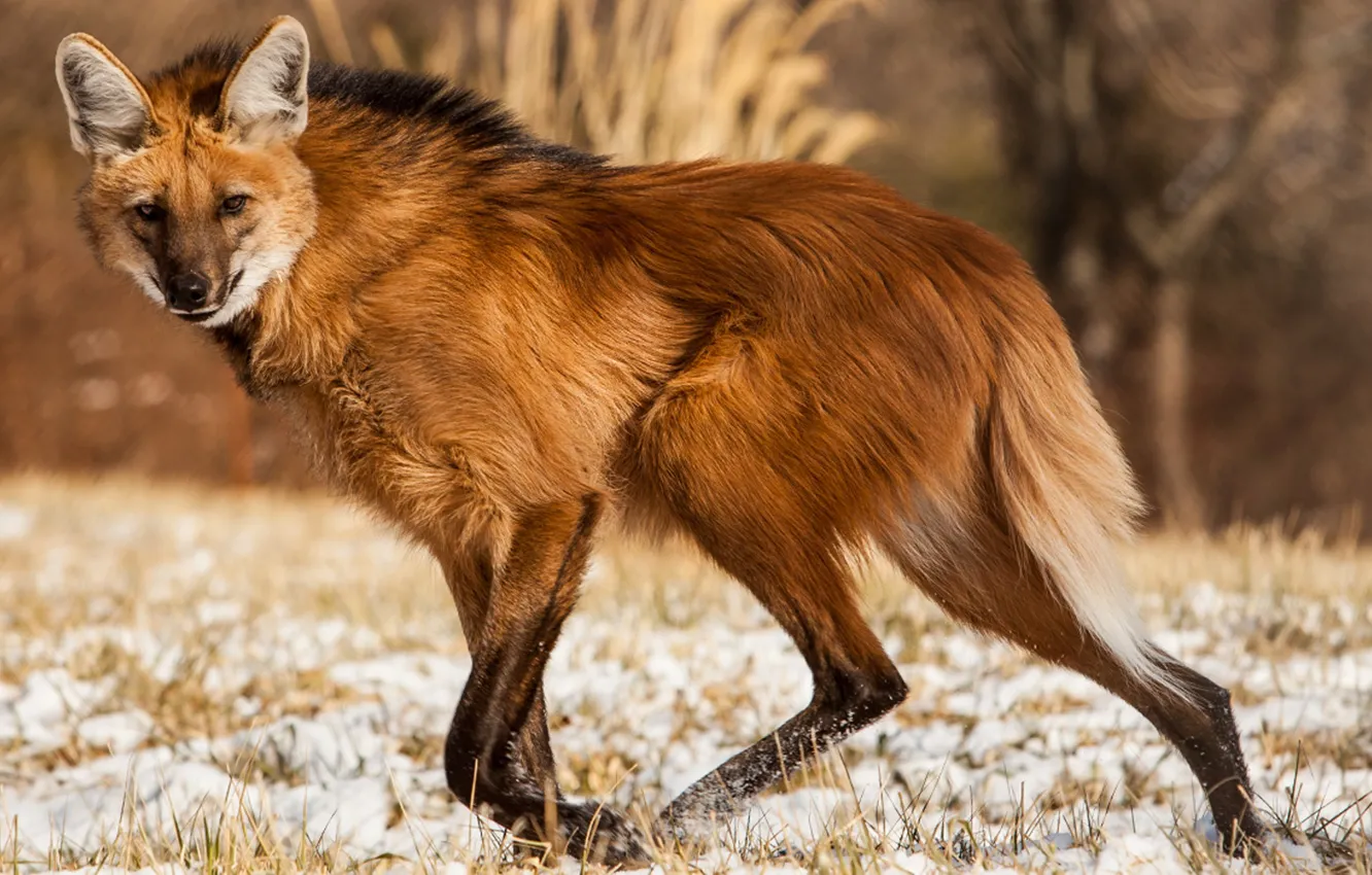 Фото обои fox, animal, wildlife, ..manedwolf