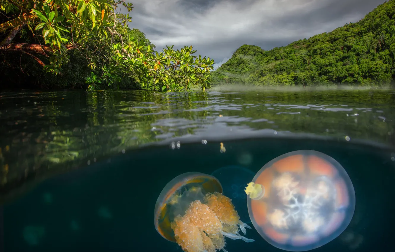 Фото обои море, берег, медузы, подводный мир, водоем