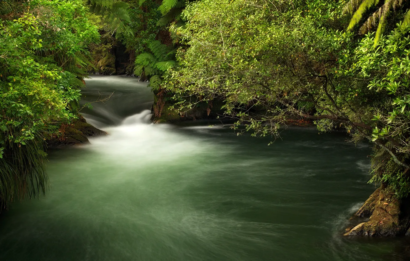 Фото обои зелень, ветки, ручей, течение, Новая Зеландия, кусты, Okere Falls