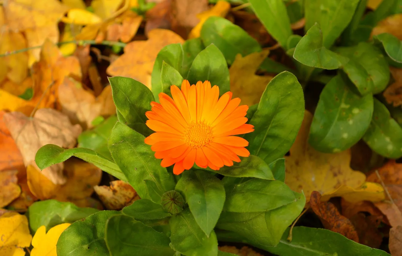 Фото обои Осень, Листья, Autumn, календула, Leaves, Orange flower, Оранжевый цветок, Calendula