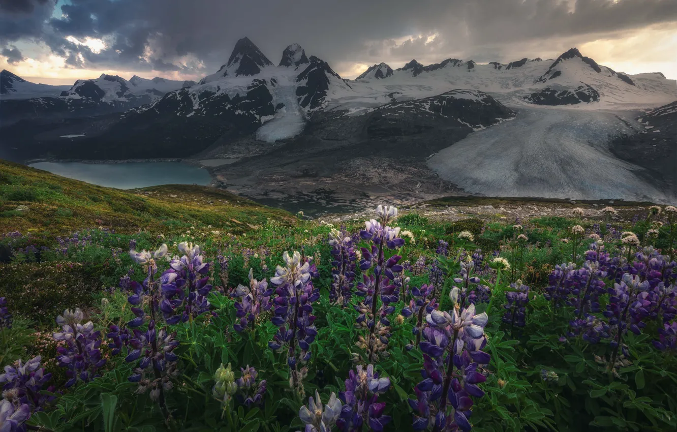 Фото обои снег, цветы, горы, озеро, вершины, водоем, люпины