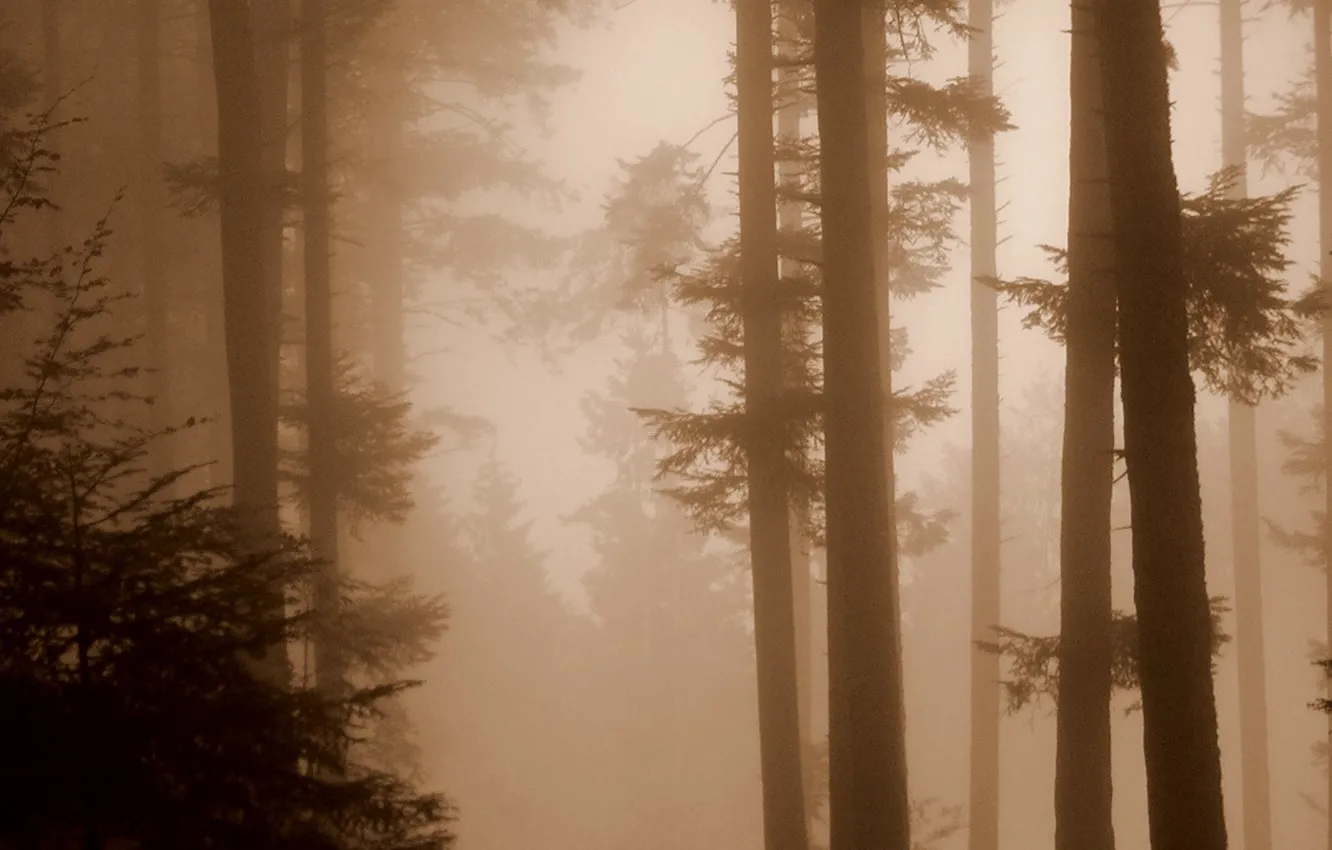 Фото обои лес, Туман, сепия