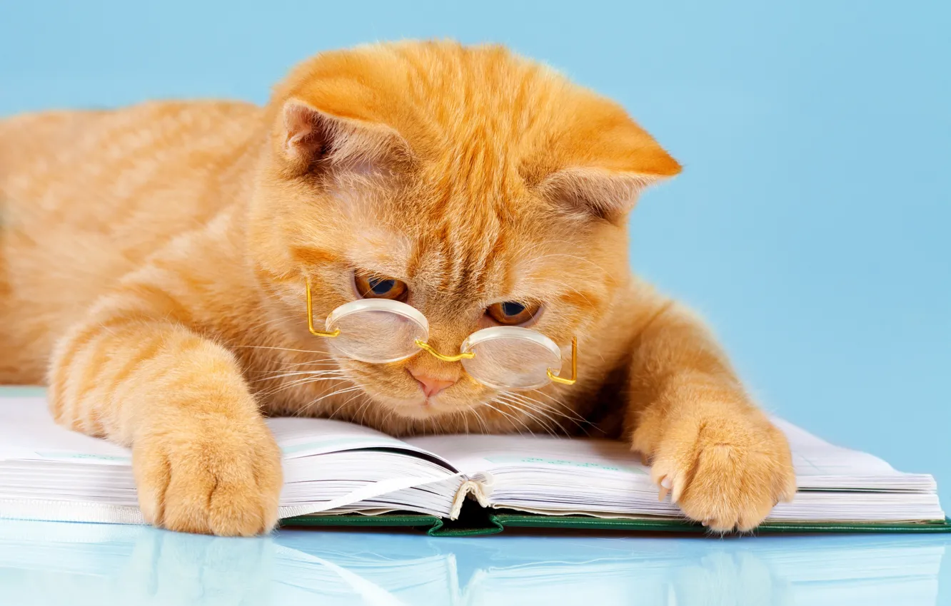 Фото обои кот, фон, юмор, лапы, рыжий, очки, лежит, книга