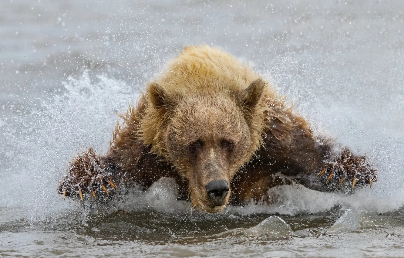 Фото обои Вода, Река, Бег, Медведь, Морда, Хищник, Брызги, Зверь