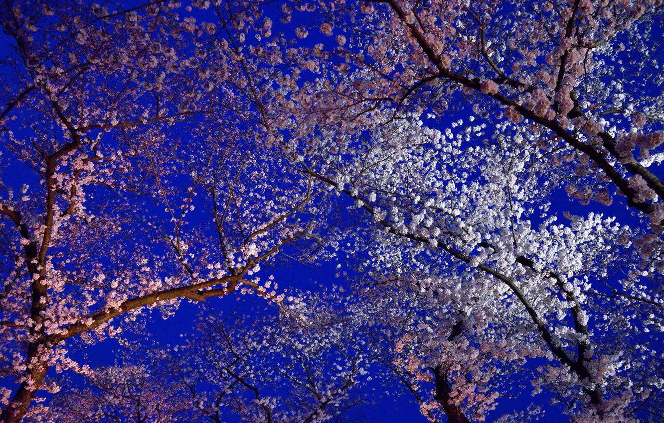 Фото обои цветы, весна, Япония, сакура, цветение, Киото