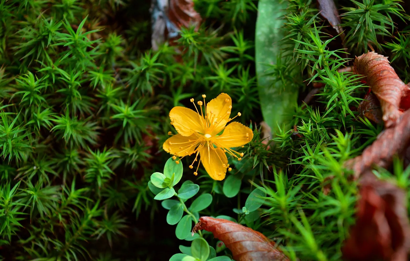 Фото обои Весна, Spring, Желтый цветок, Yellow flower