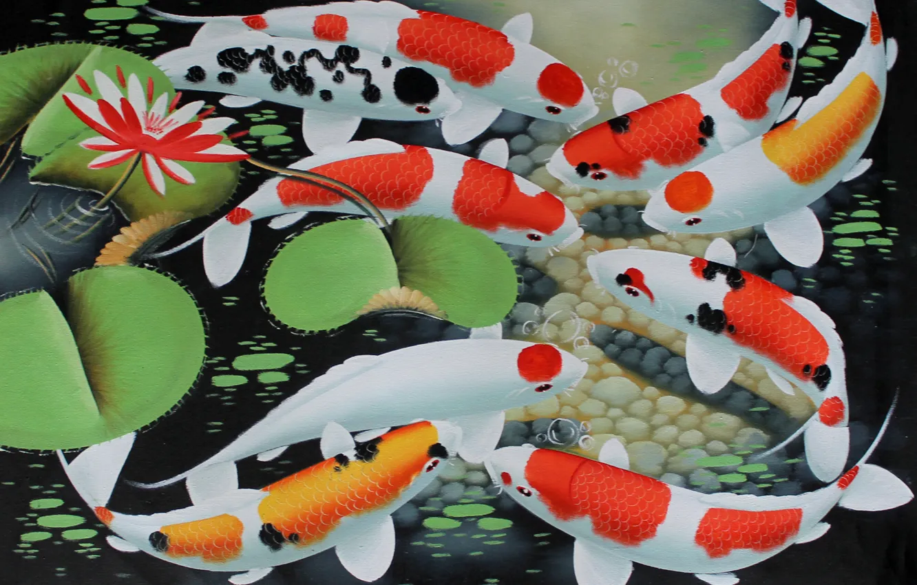 Фото обои вода, рыбки, арт, лотос, золотые рыбки, кои, koi fish
