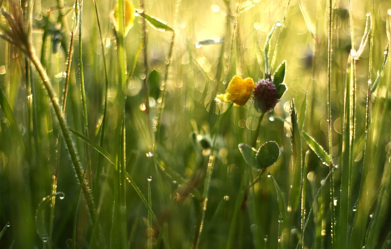 Фото обои трава, макро, цветы, роса