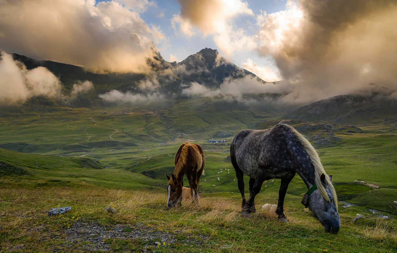 Фото обои облака, горы, туман, лошадь, кони, лошади, пастбище, жеребенок