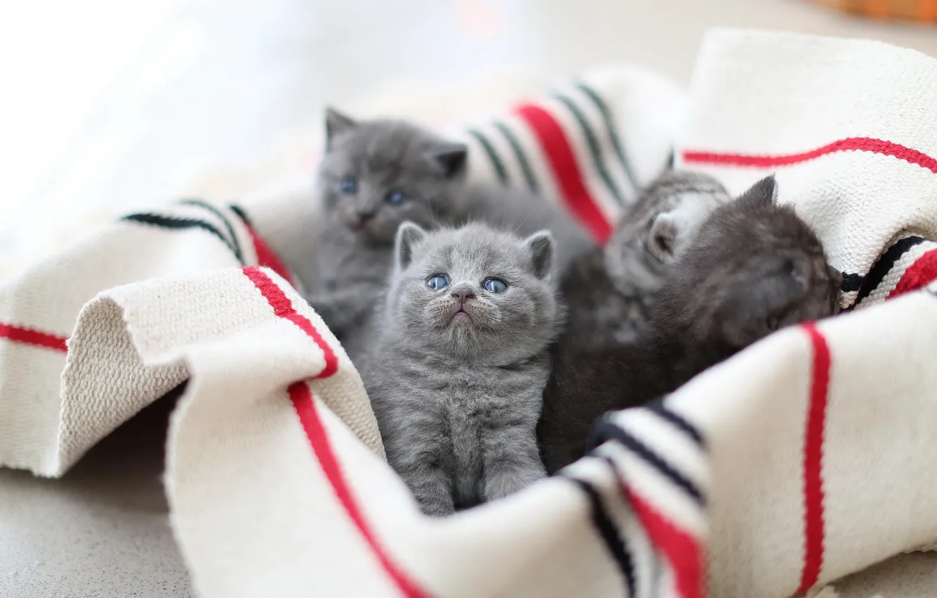 Фото обои кошки, котенок, котята, ткань, малыши, британские, выводок