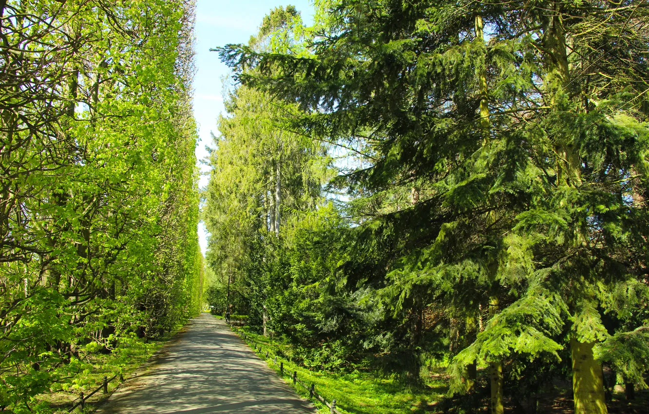 Фото обои trees, park, spring, alley
