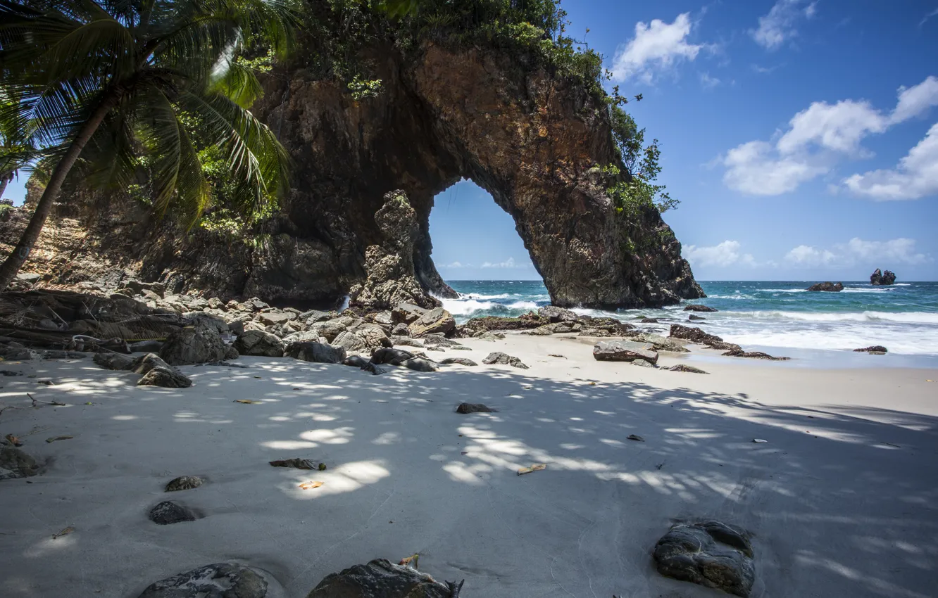Фото обои пляж, скала, пальма, камни