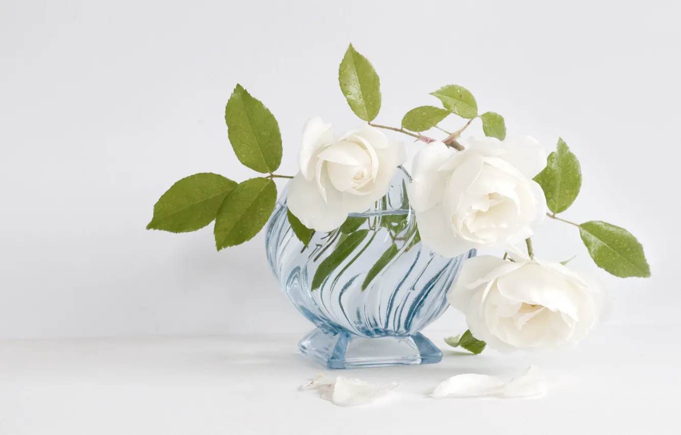 Фото обои белый, розы, ваза