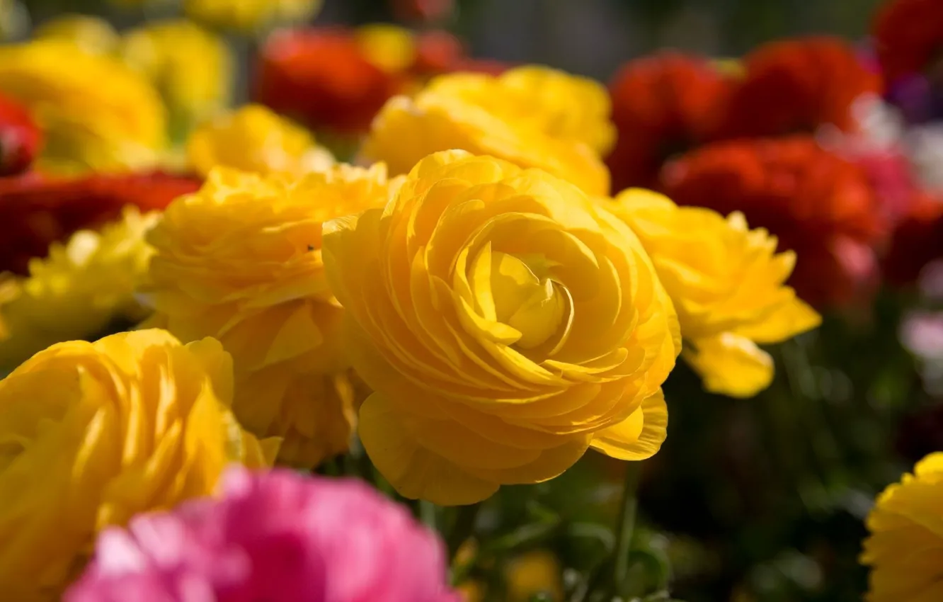 Фото обои макро, цветы, розы, букет, желтые, разные