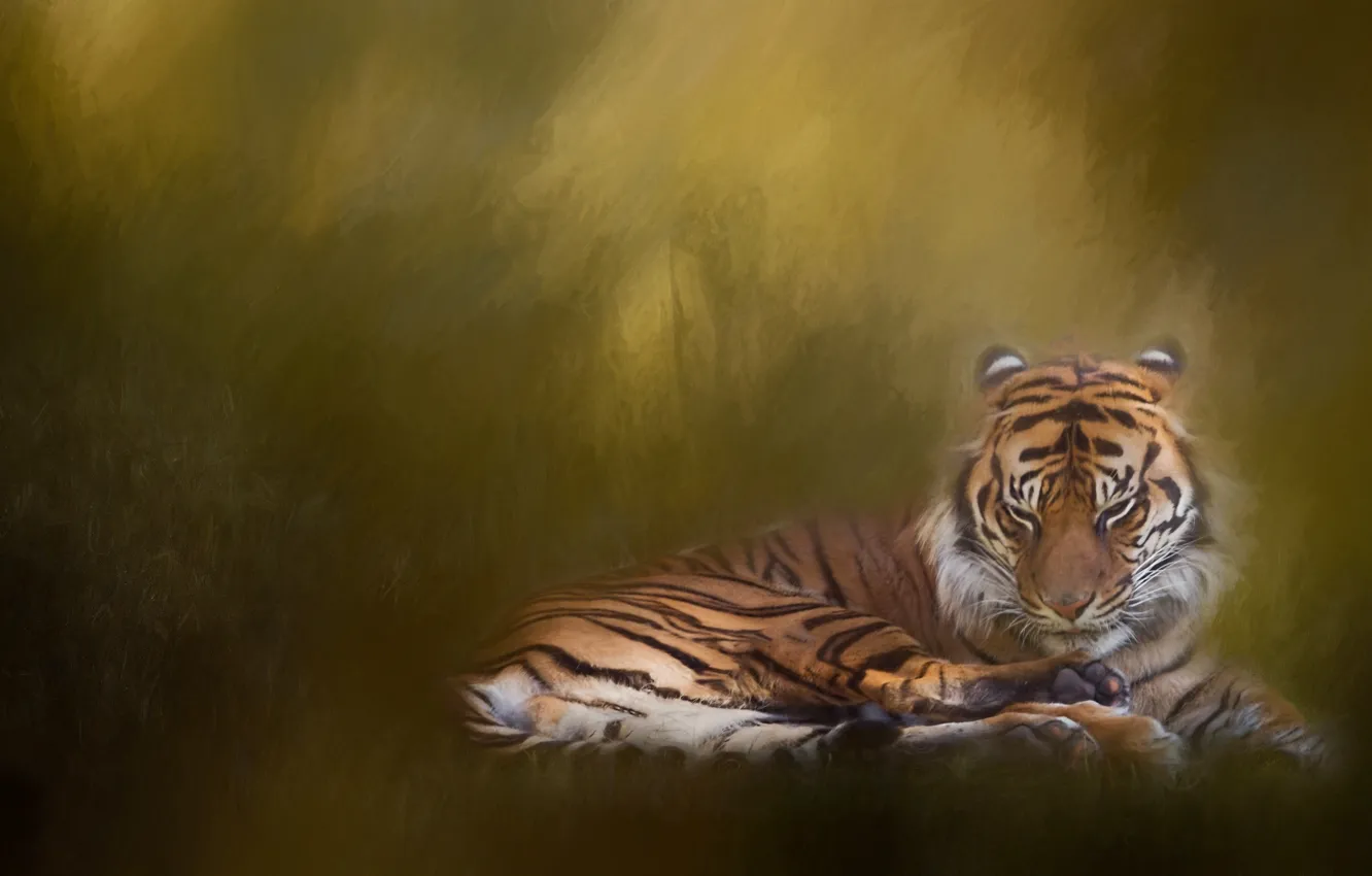 Фото обои тигр, фон, обработка, текстура, дикая кошка