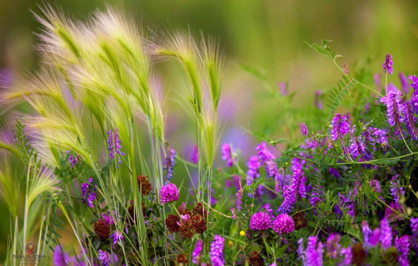 Фото обои трава, цветы, луг