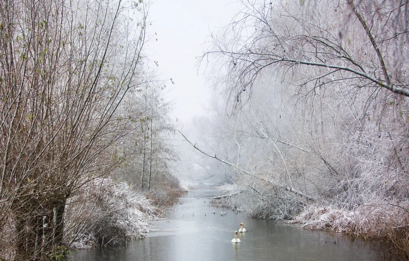 Фото обои зима, река, лебеди