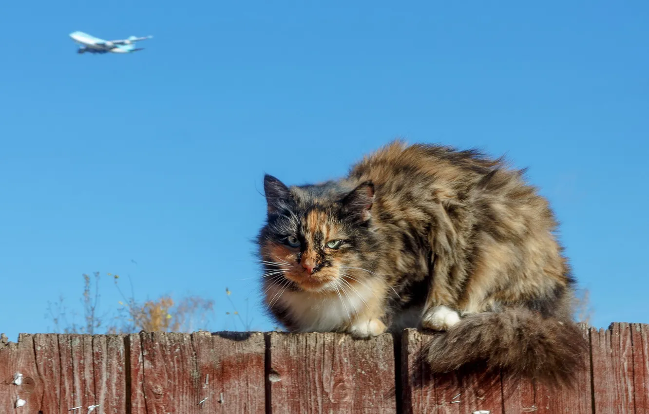 Фото обои кошка, фон, забор