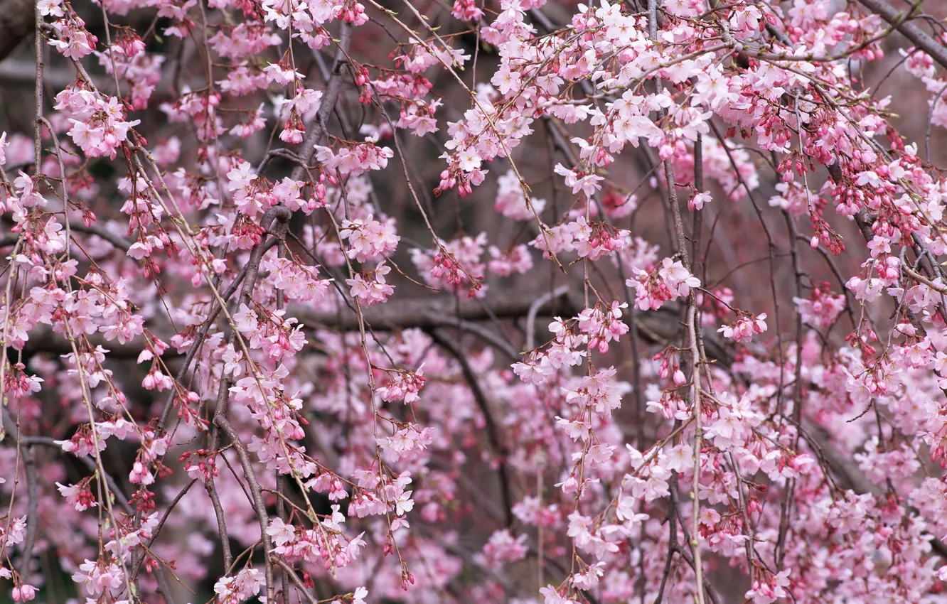 Фото обои цветы, ветки, природа, вишня, дерево, розовый, весна, лепестки