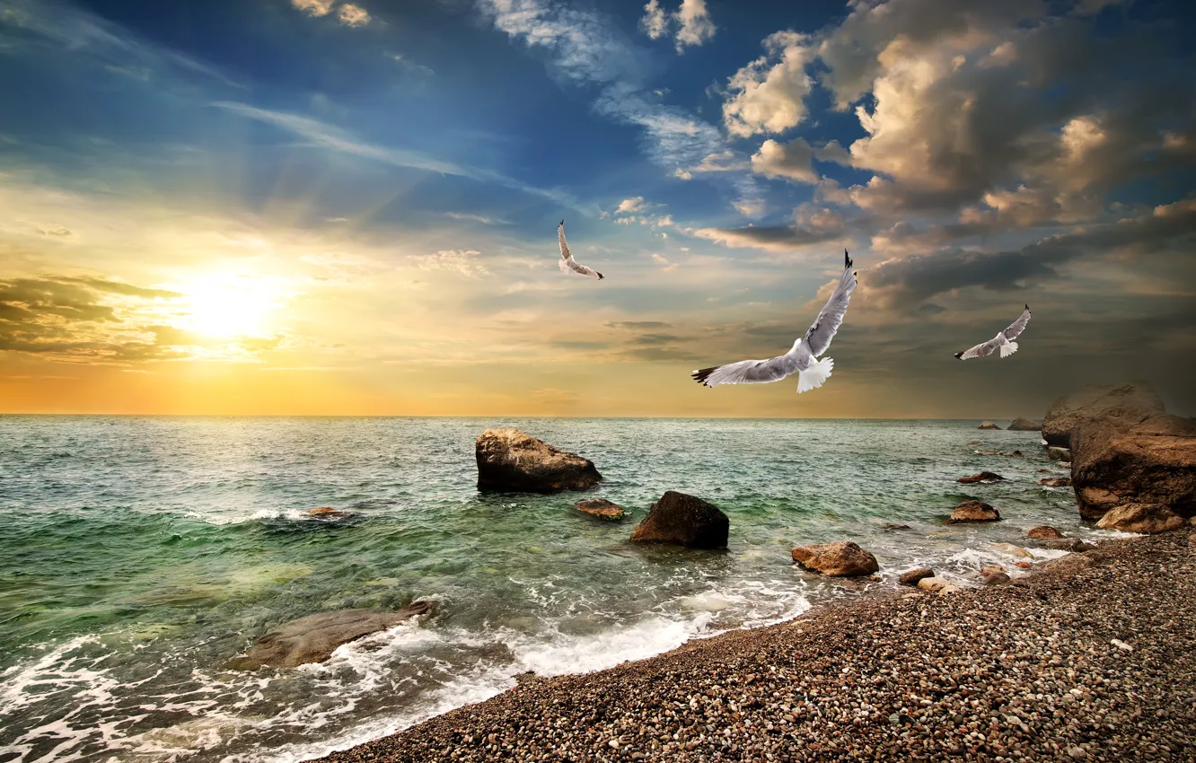Фото обои море, небо, солнце, облака, камни, рассвет, побережье, чайки