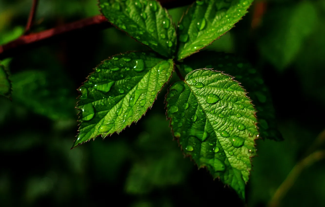 Фото обои dark, water, drops, leaf