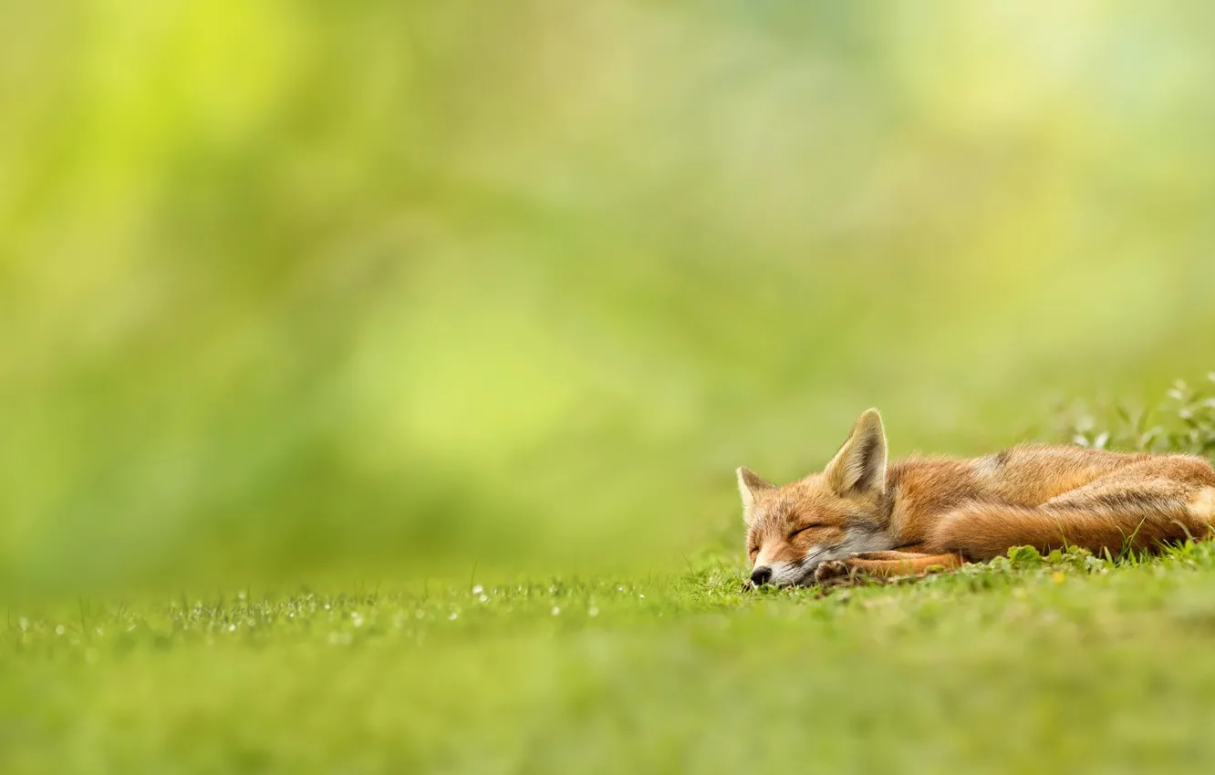 Фото обои зелень, трава, природа, лиса, спит, рыжая, лисица