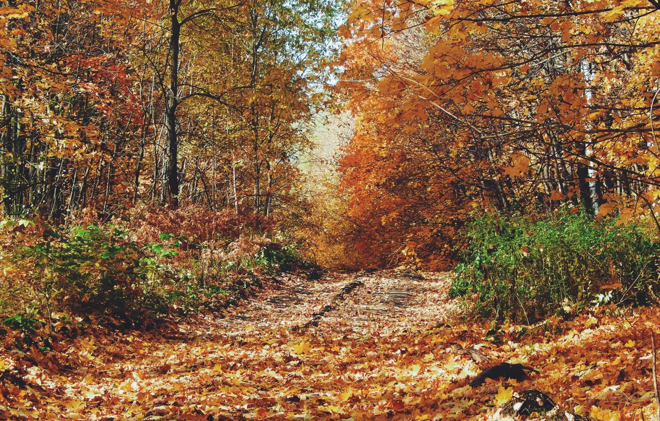 Фото обои дорога, осень, листья, деревья, желтые