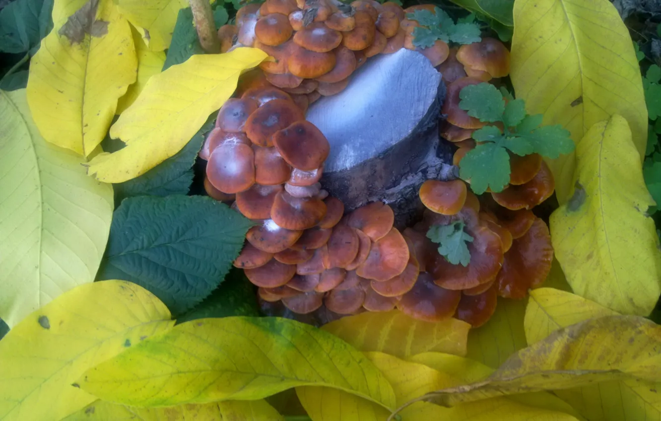 Фото обои осень, листья, грибы, октябрь
