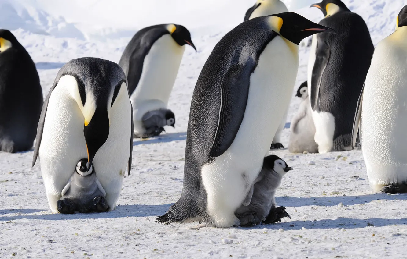 Фото обои пингвины, Антарктида, императорские