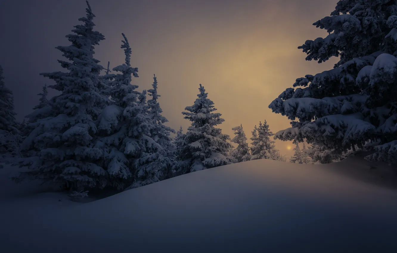 Фото обои зима, снег, деревья, пейзаж, природа, вечер, ели, сумерки