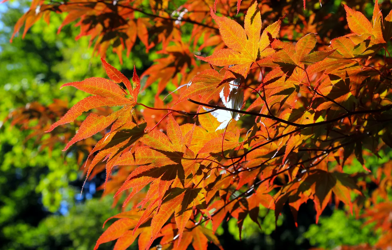 Фото обои red, leafs, twig