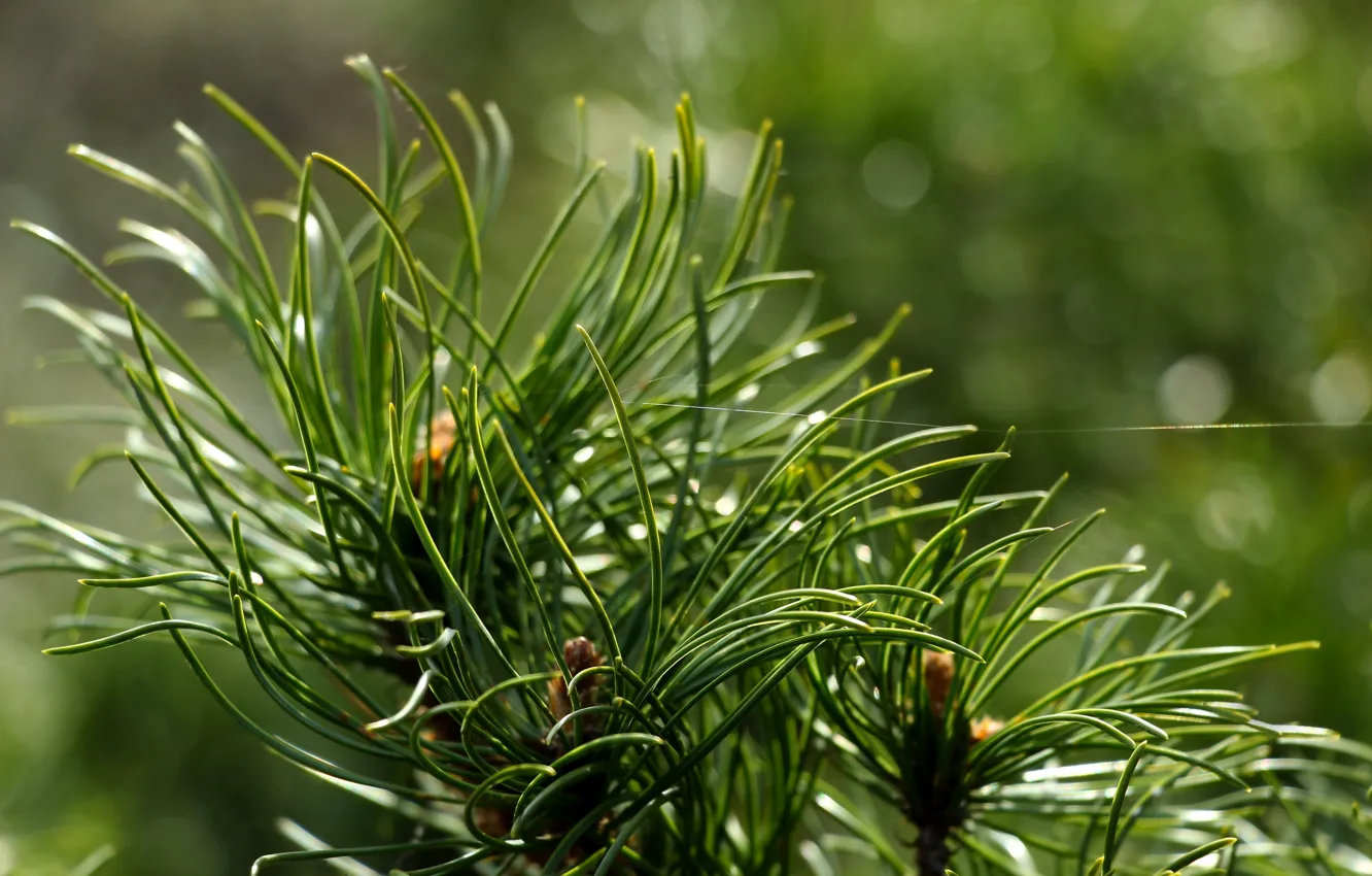 Фото обои green, tree, pine