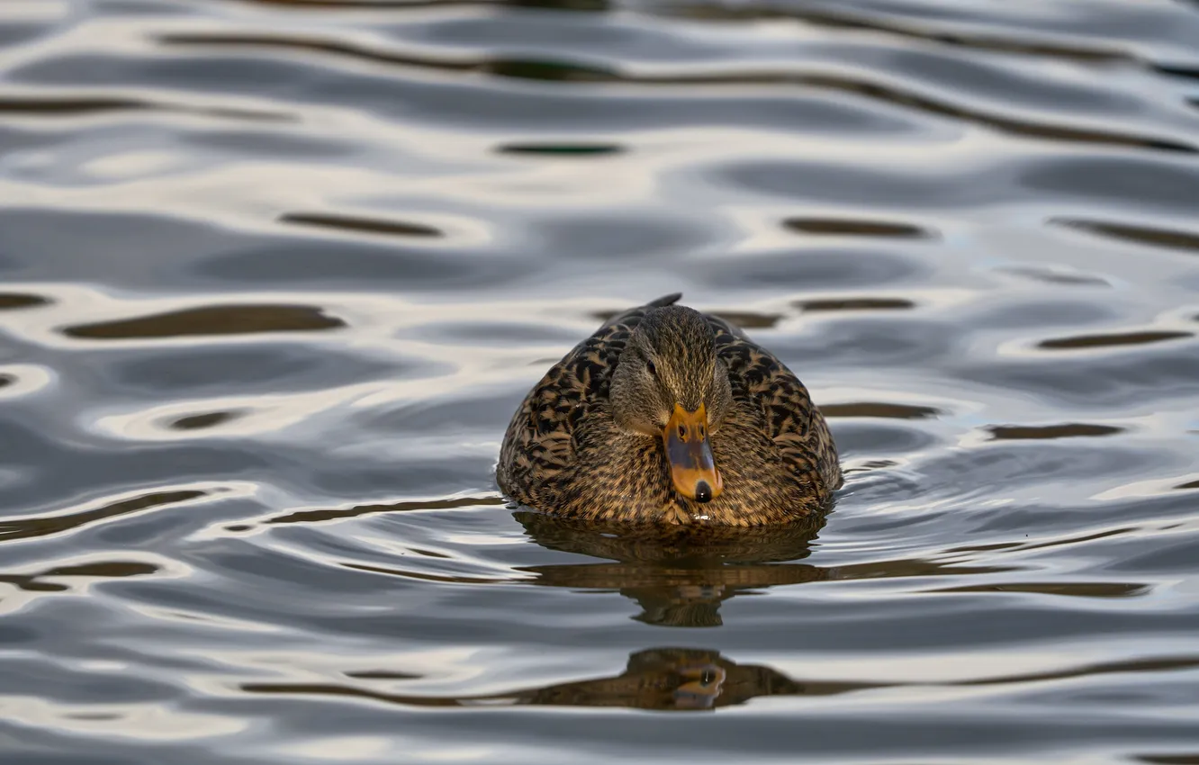 Фото обои вода, озеро, птица, утка