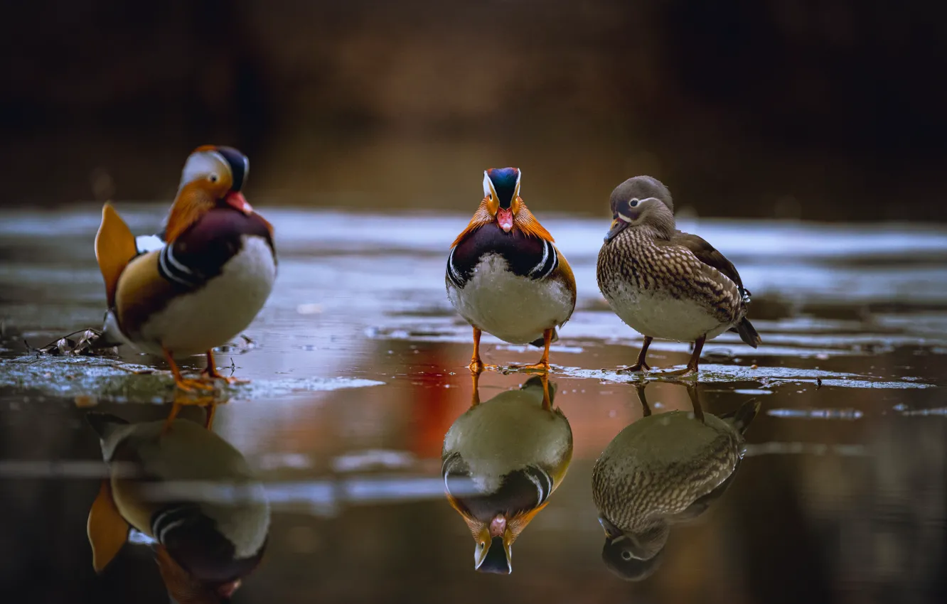Фото обои утки, водоем, мандаринки