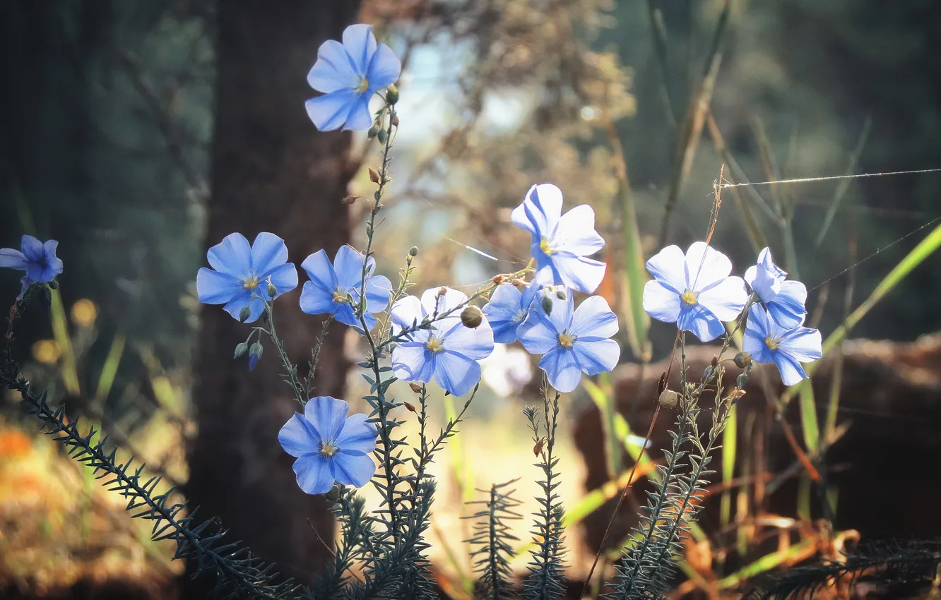 Фото обои трава, цветы, лепестки, голубые