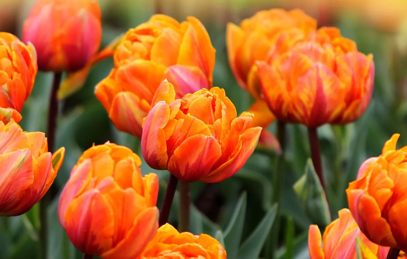 Фото обои цветы, тюльпаны, оранжево - розовые