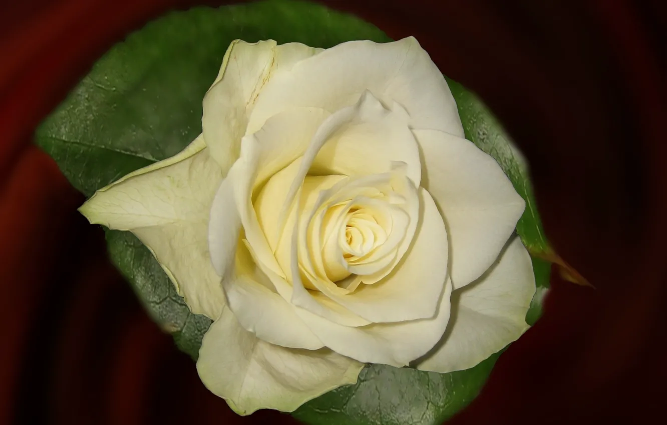 Фото обои фон, роза, лепестки, бутон, белая роза