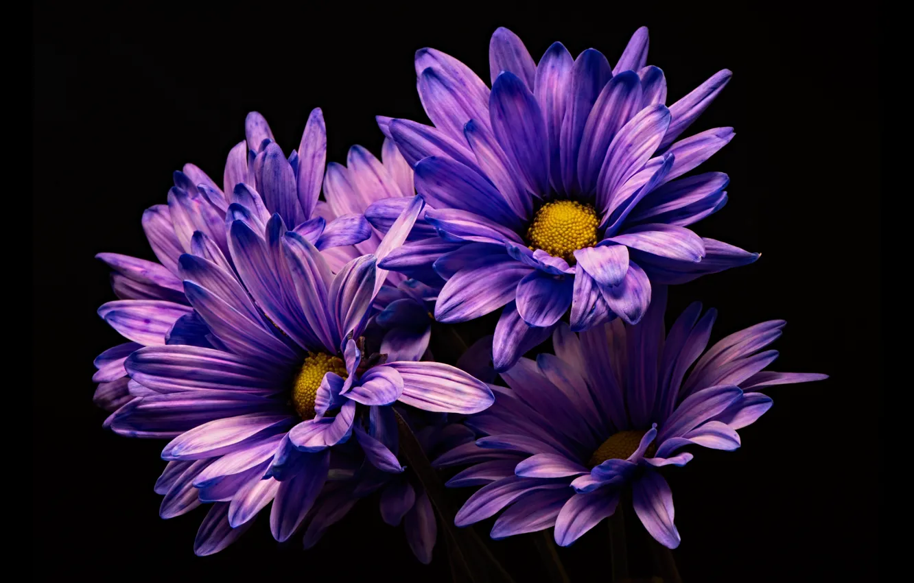 Фото обои цветы, хризантемы, тёмный фон