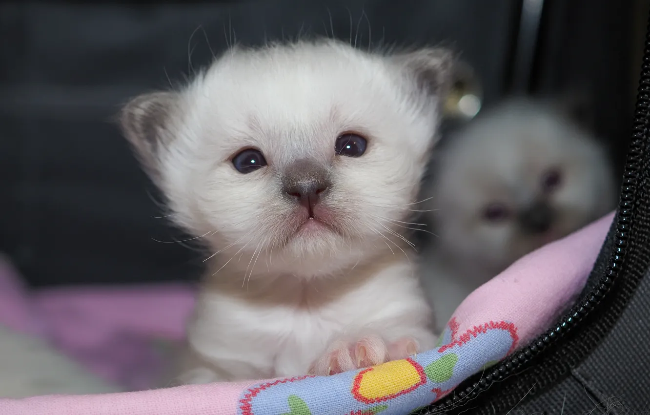 Фото обои кошка, белый, взгляд, котенок, портрет, малыш, котята, милый